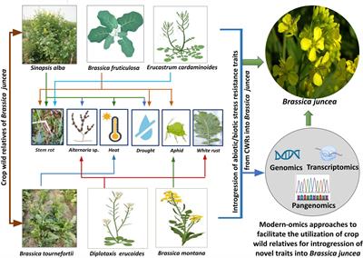 Utilization of crop wild relatives for biotic and abiotic stress management in Indian mustard [Brassica juncea (L.) Czern. & Coss.]